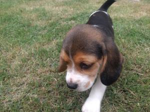 Cachorros Beagles Tricolor