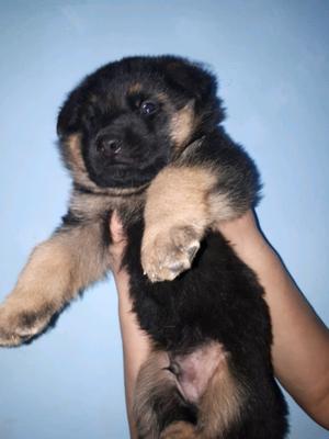 Cachorros Ovejero Alemán