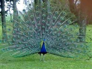 Oferta!!! Lote 50 Plumas De Pavo Real Naturales