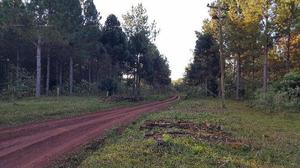 270 ha en Producción. 70 de pino. 40 de yerba mate. Casa,