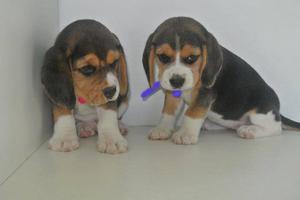 BEAGLE TRICOLOR MACHITO Y HEMBRITA!!! TARJETAS/ENVIOS