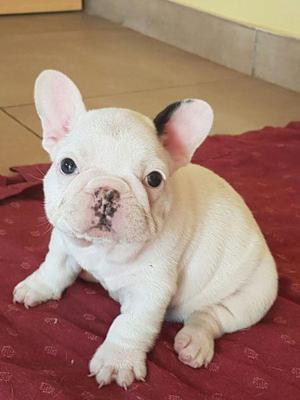 Cachorro Macho Bulldog Francés Vaquita.