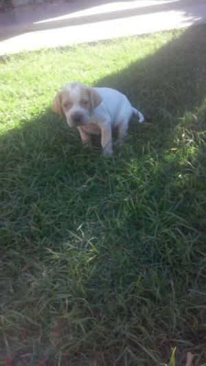 cachorros de pointer