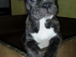 Cachorra bulldog frances