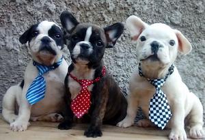 Cachorros bulldog frances con FCA.