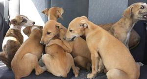 Cachorros galgos puros