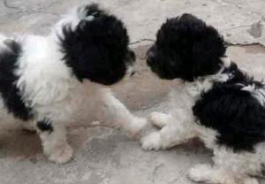 Caniche Arlequín hembra raza pequeña