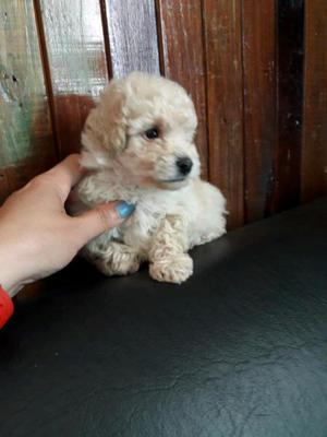 Caniche mini toy
