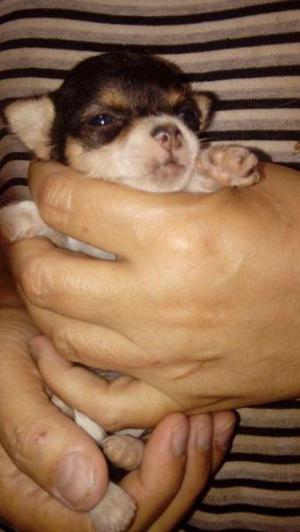 Chihuahua zona sur.3416442950