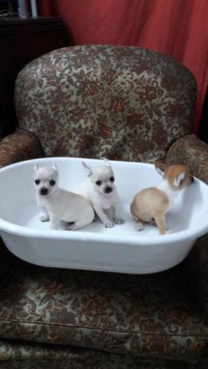 Chihuahuas machos oferta 3000