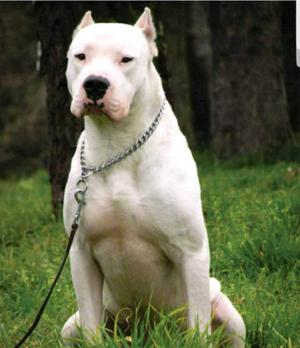 DOGO ARGENTINO 45 DIAS!!