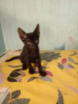 Gatita en adopcion