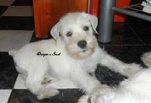 Schnauzer Mini Blancos