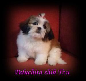 Shih Tzu Ultima Hembrita Oportunidad Unica !!!