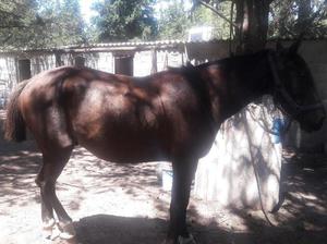 Vendo Caballo