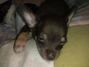 Vendo hermoso chihuahua