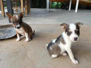 adopción cachorros