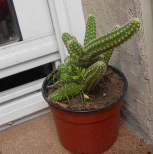 cactus chamaecereus silvestrii maceta 10