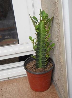 euphorbia trigona maceta 10