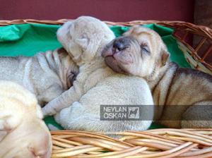 Cachorros Shar pei, listos para reserva, excelente genetica.