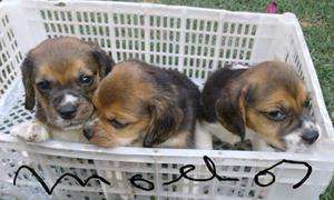 Cachorros beagles tricolor