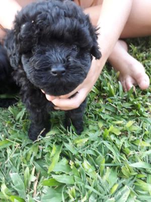 Caniche toy negro