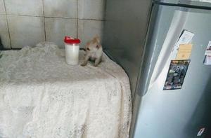 Chihuahua Super Mini Hembra