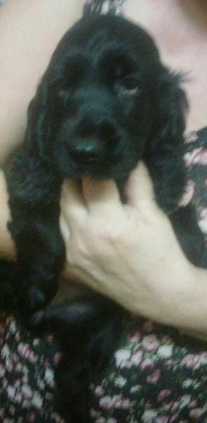 Hermosas cocker negras