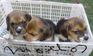 Cachorros beagles tricolor