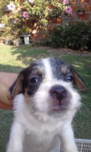 Cachorros jack Russell