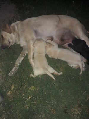 Cachorros labrador PUROS