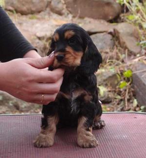 Cocker cachorritos 15-3007-2802