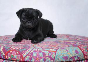 PUG NEGRO CARLINO CON FCA