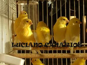Revendedores: 10 canarios amarillos anillados sin sexar