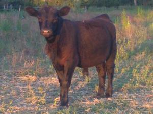 Vendo. Terneros Machos Angus Enteros