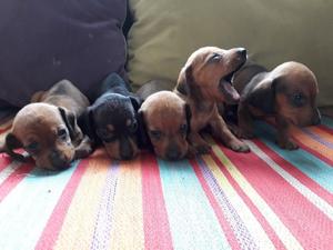 Vendo perritos salchichas