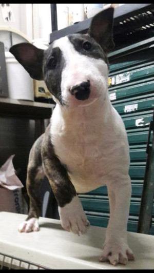 Cachorros Bull terrier