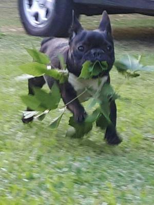 Cachorros Bulldog francés fca