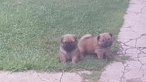 Cachorros Chow Chow Acepto Tarjetas