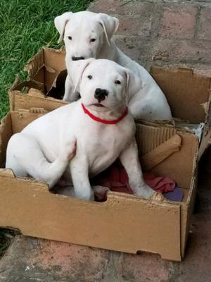 Cachorros Dogos argentinos