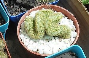 Cactus Cerebro Opuntia Elongata Crestada en maceta 6