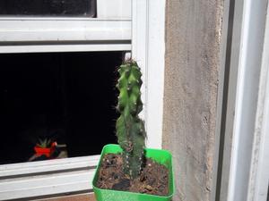 Cactus cereus forbesii fma monstruosa M 10