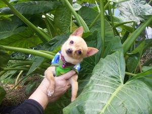 Chihuahua mini hembra macho