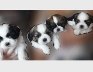 Hermosos perritos ShiTzu