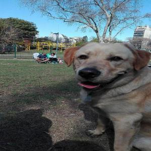 Labrador dorado hermoso