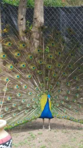 Plumas De Pavo Real Azul....