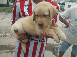 Vendo Cachorras Labrador 55 Dias