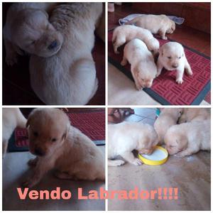 Vendo Labrador Machos Y Una Hembra