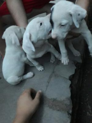 Vendo cachorros dogos