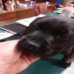 cachorro labrador negro 70 dias en adopcion responsable